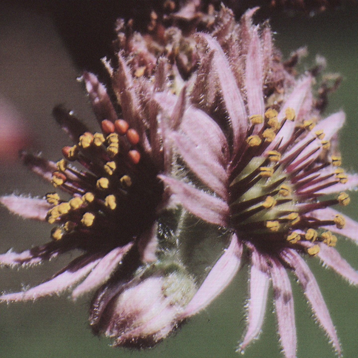 KLINICA